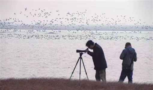 1.29候鳥(niǎo)7.jpg