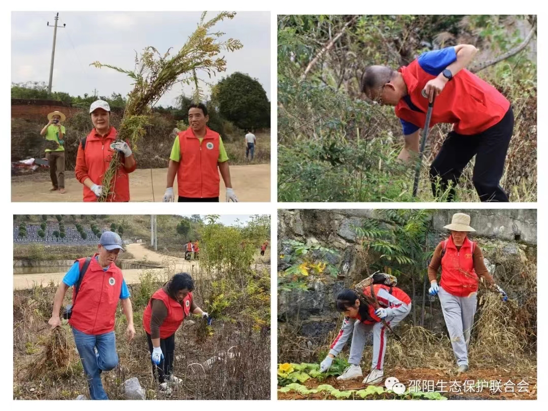 10.30邵陽一枝黃花2.jpg
