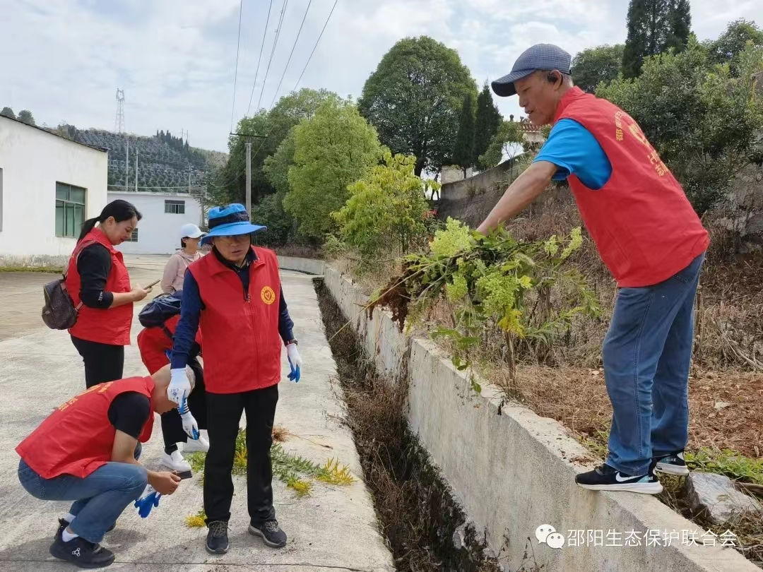 10.30邵陽一枝黃花3.jpg