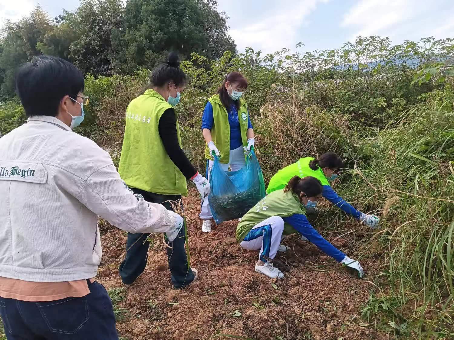 11.8桃江鏟除加拿大一枝黃花3.jpg