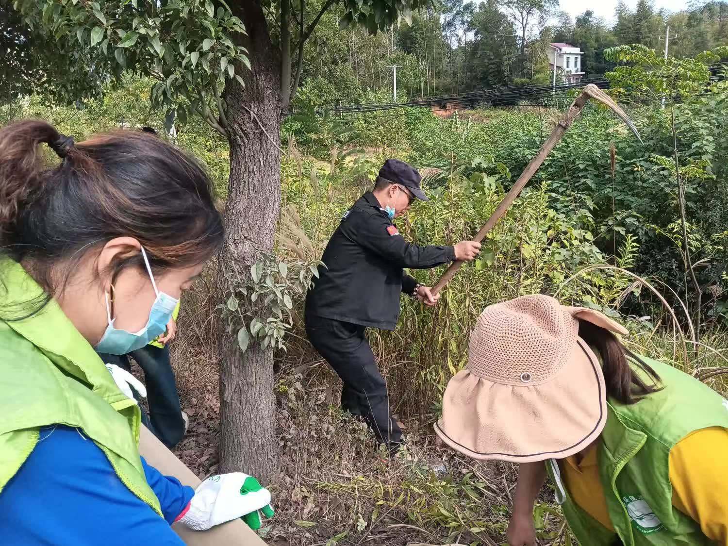 11.8桃江鏟除加拿大一枝黃花5.jpg