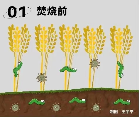 11.14秸稈2.jpg