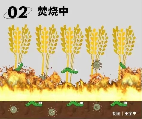 11.14秸稈3.jpg