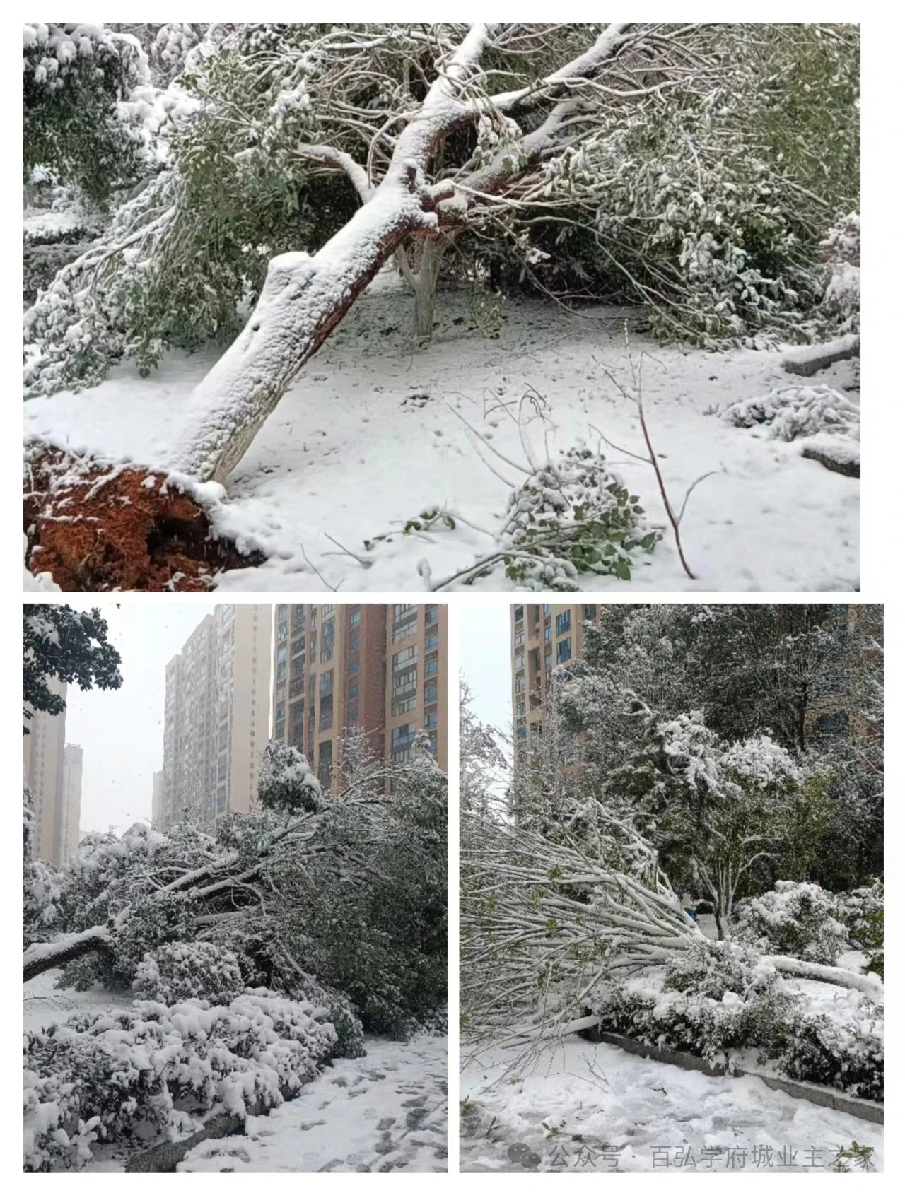 婁底除雪1.jpg