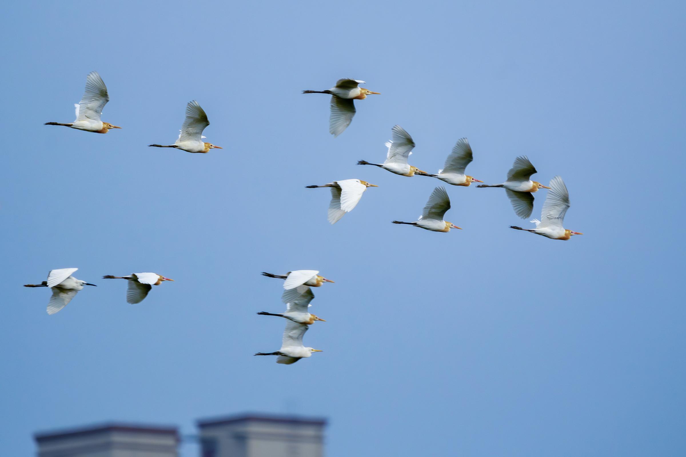 飛翔在圭塘河的椋鳥.jpg